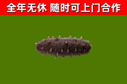 汝城县烟酒回收干海参.jpg